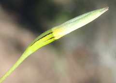 Pauridia trifurcillata