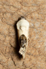 Ponometia erastrioides