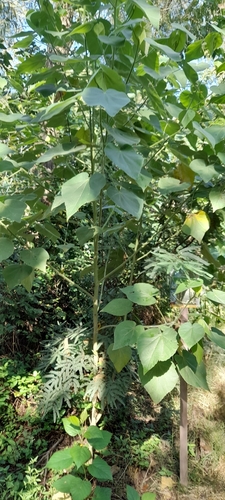 Image of Abutilon grandifolium by no rights reserved