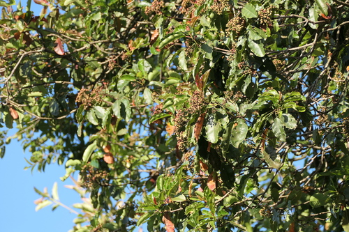 Himalayan Chokeberry (Photinia integrifolia)