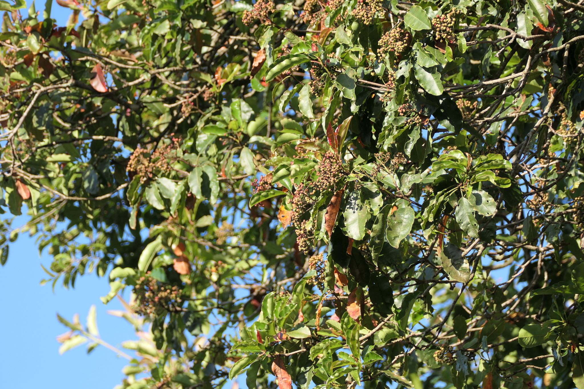 Himalayan Chokeberry (Photinia integrifolia)
