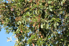Himalayan Chokeberry (Photinia integrifolia)