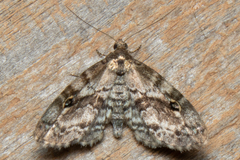 Melanomma auricinctaria