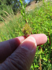 Carex athrostachya