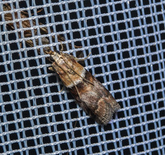 Acrobasis repandana