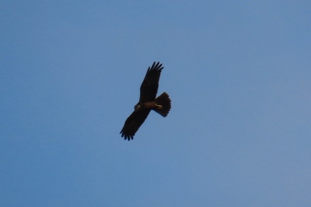 Western Marsh Harrier