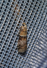 Acrobasis repandana