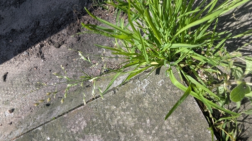 Image of Poa infirma by no rights reserved