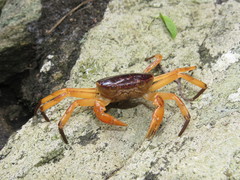 Trichodactylus fluviatilis