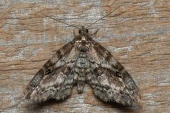 Melanomma auricinctaria