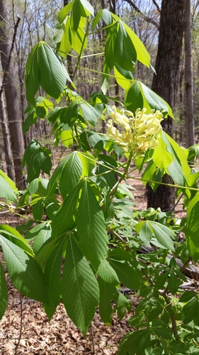 Image of Aesculus sylvatica by no rights reserved