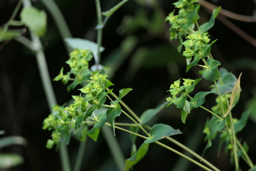 Euphorbia rothiana, 2025-03-19