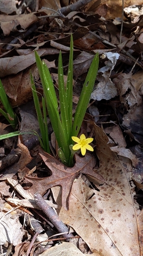 common goldstar (Hypoxis hirsuta)