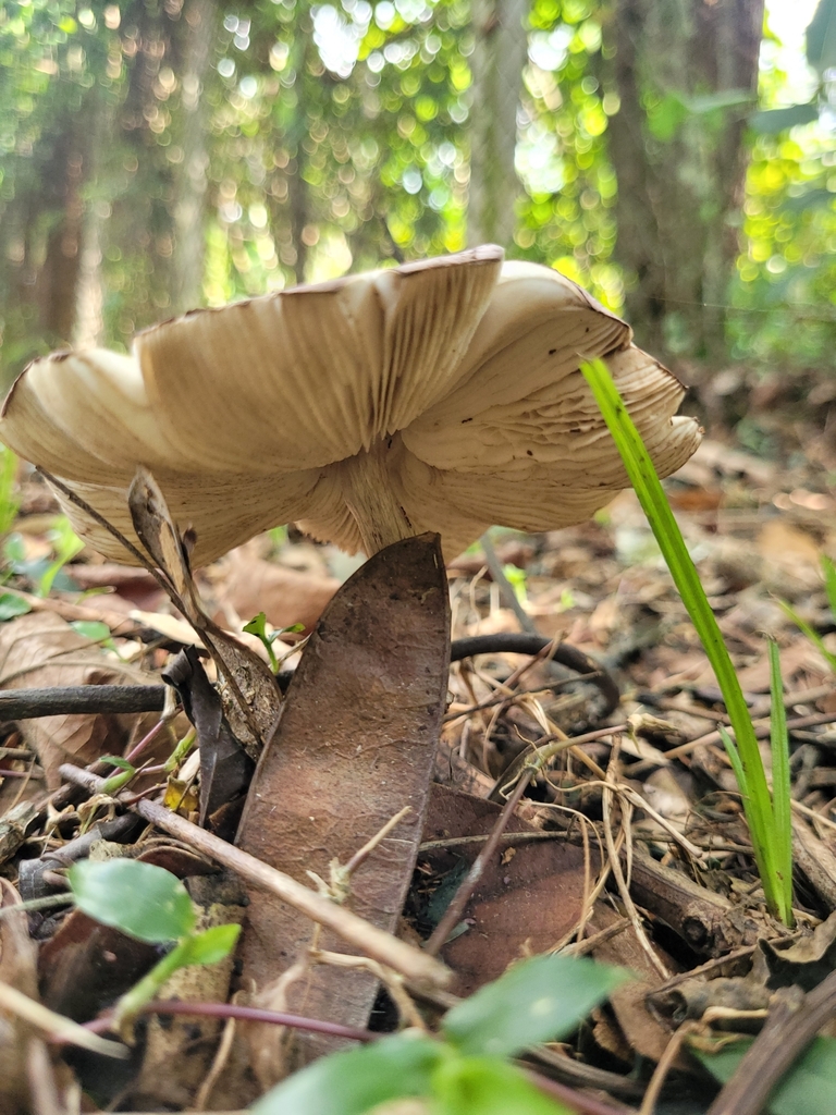 Leucocoprinus lilaceus · April 2025 · photo: © crislemes (iNaturalist, cc-by)