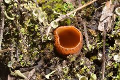 Hoffmannoscypha pellita