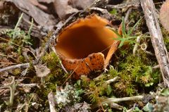 Hoffmannoscypha pellita