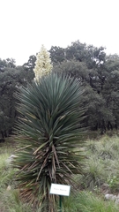 Yucca schottii