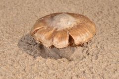 Inocybe vulpinella