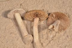 Inocybe vulpinella