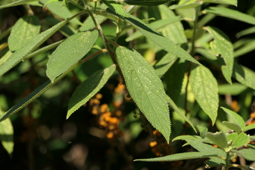 Debregeasia longifolia, photograph 1
