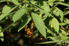 Debregeasia longifolia, photograph (c) Dinesh Valke, some rights reserved (CC BY-SA)