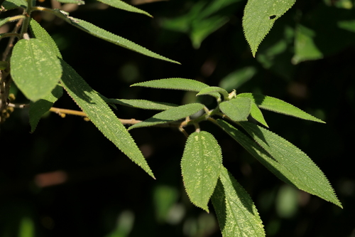 Debregeasia longifolia, photograph 2