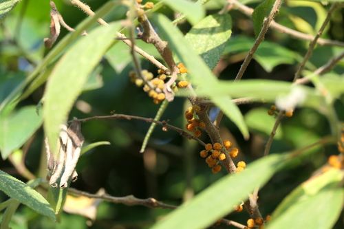 Debregeasia longifolia, photograph 3