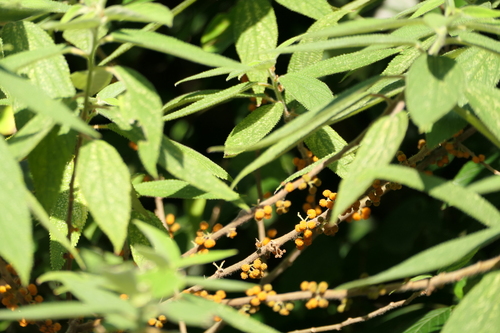 Debregeasia longifolia, photograph 4