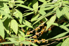 Debregeasia longifolia, photograph (c) Dinesh Valke, some rights reserved (CC BY-SA)