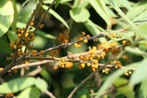 Debregeasia longifolia, photograph 5