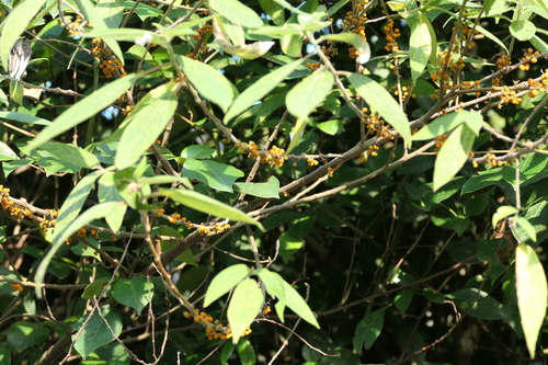 Debregeasia longifolia, photograph 6