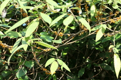 Debregeasia longifolia, photograph (c) Dinesh Valke, some rights reserved (CC BY-SA)