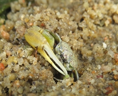 Leptuca leptodactyla