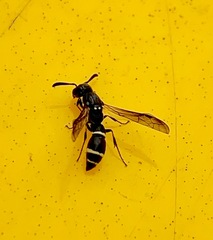 Symmorphus canadensis