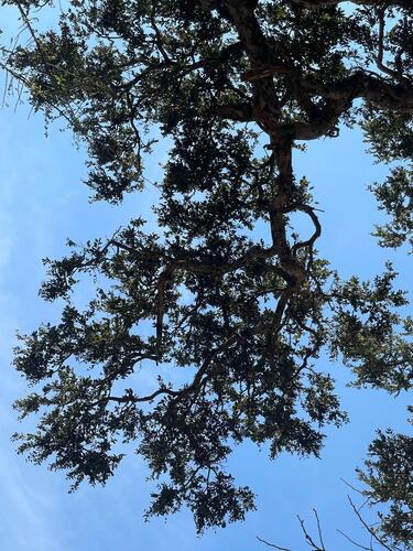 Licania arborea - Leaves