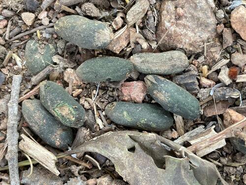 Licania arborea - Fruit