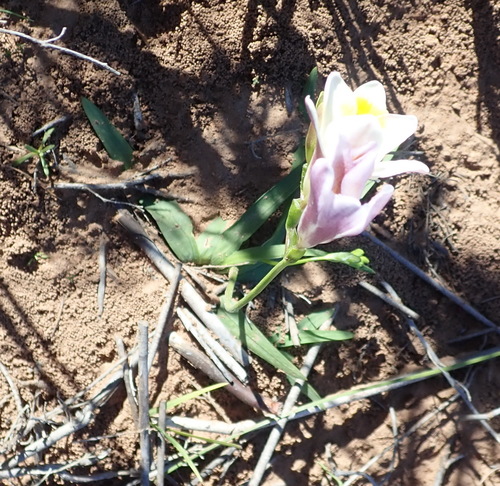 Freesia leichtlinii