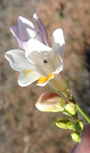 Freesia leichtlinii