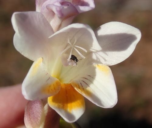 Freesia leichtlinii