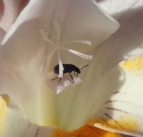 Freesia leichtlinii