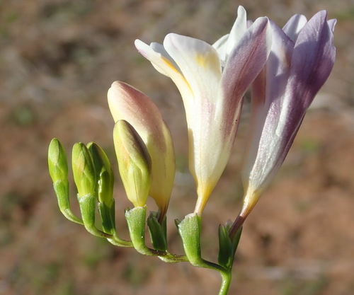 Freesia leichtlinii