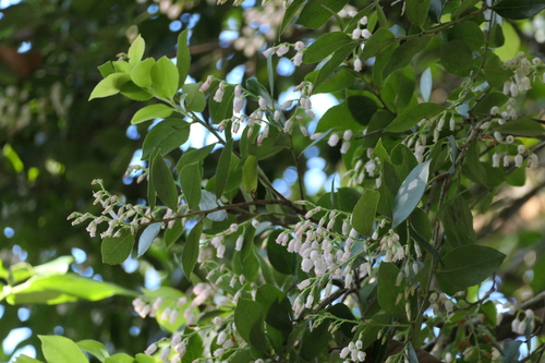 Vaccinium symplocifolium observed 2025-03-19