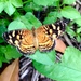 Mariposa Lunita Caribeña - Photo (c) Bart Jones, algunos derechos reservados (CC BY-NC), subido por Bart Jones