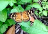 Mariposa Lunita Caribeña - Photo (c) Bart Jones, algunos derechos reservados (CC BY-NC), subido por Bart Jones