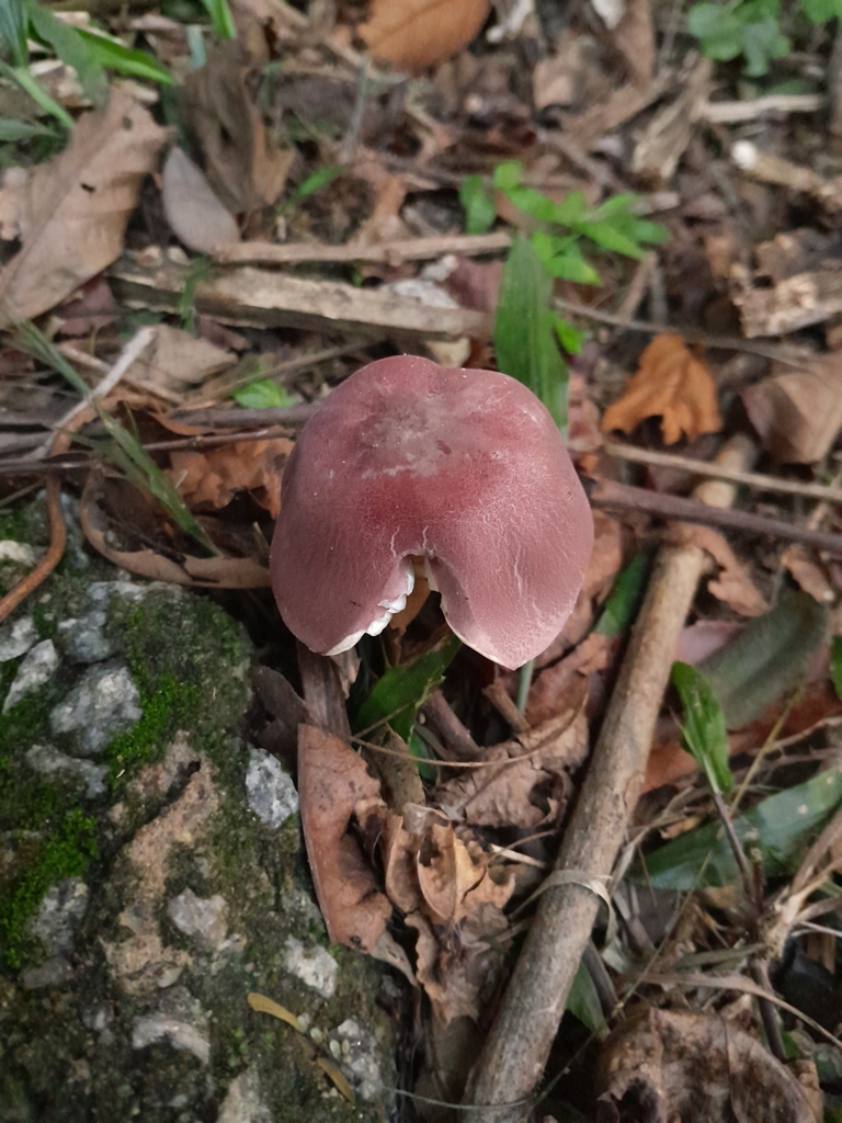 Leucocoprinus lilaceus · March 2025 · photo: © ana_ads (iNaturalist, cc-by)