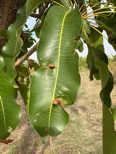 Shea Tree