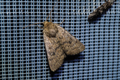 Hoplodrina octogenaria