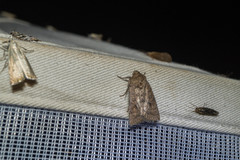 Hoplodrina octogenaria