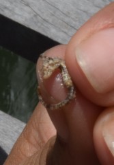 Hippocampus zosterae