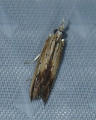 Ancylostomia stercorea